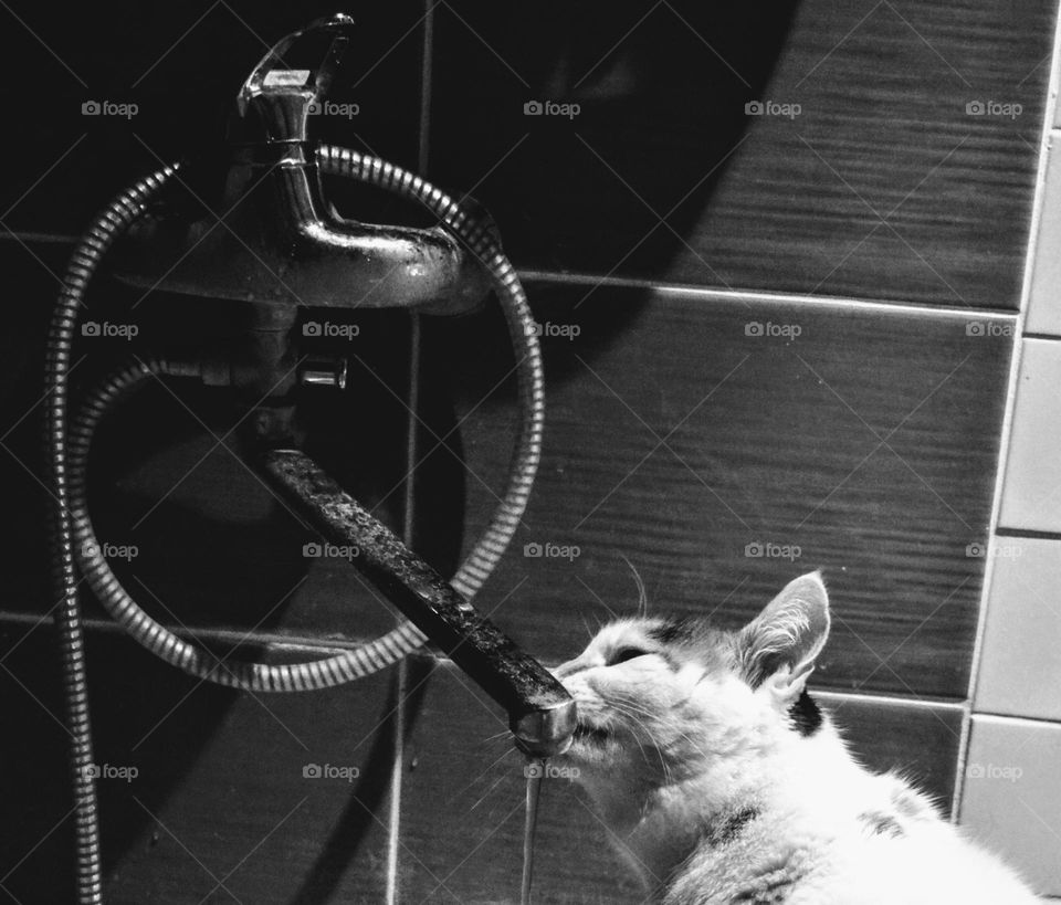 cat drinking water black and white photography