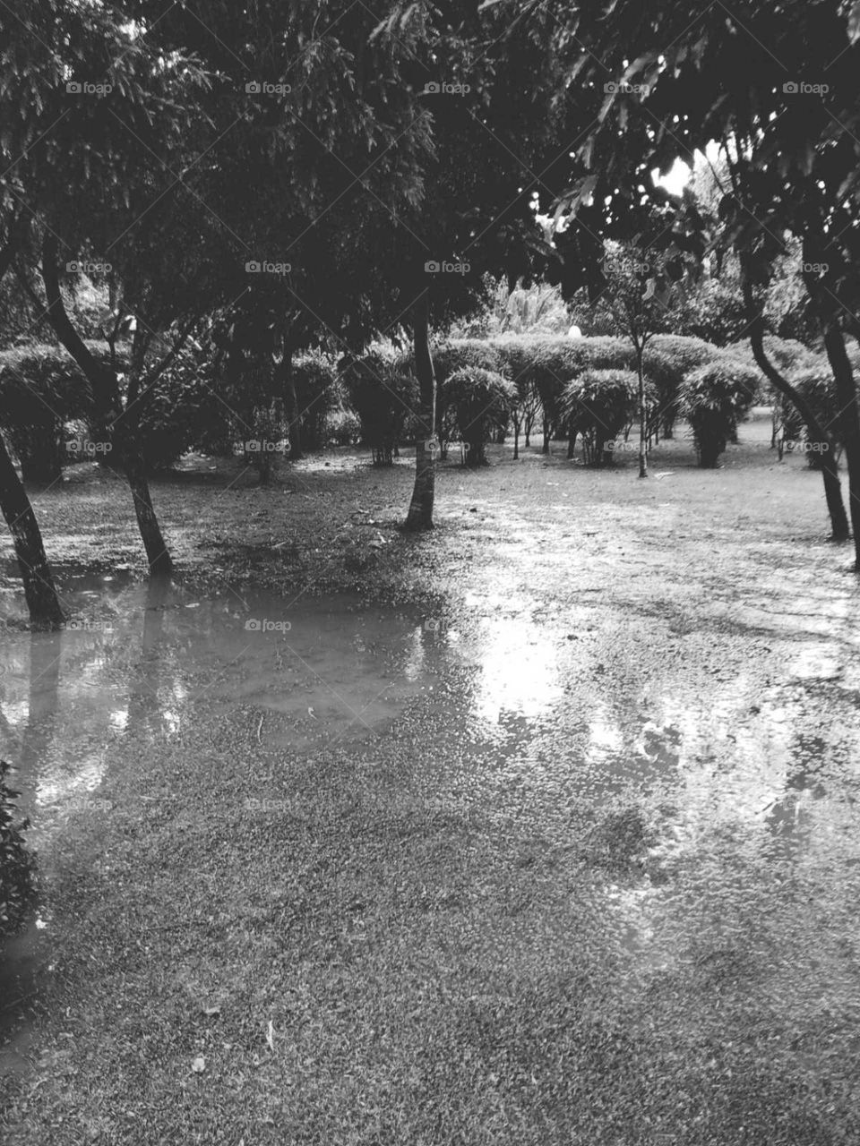 garden in black and white