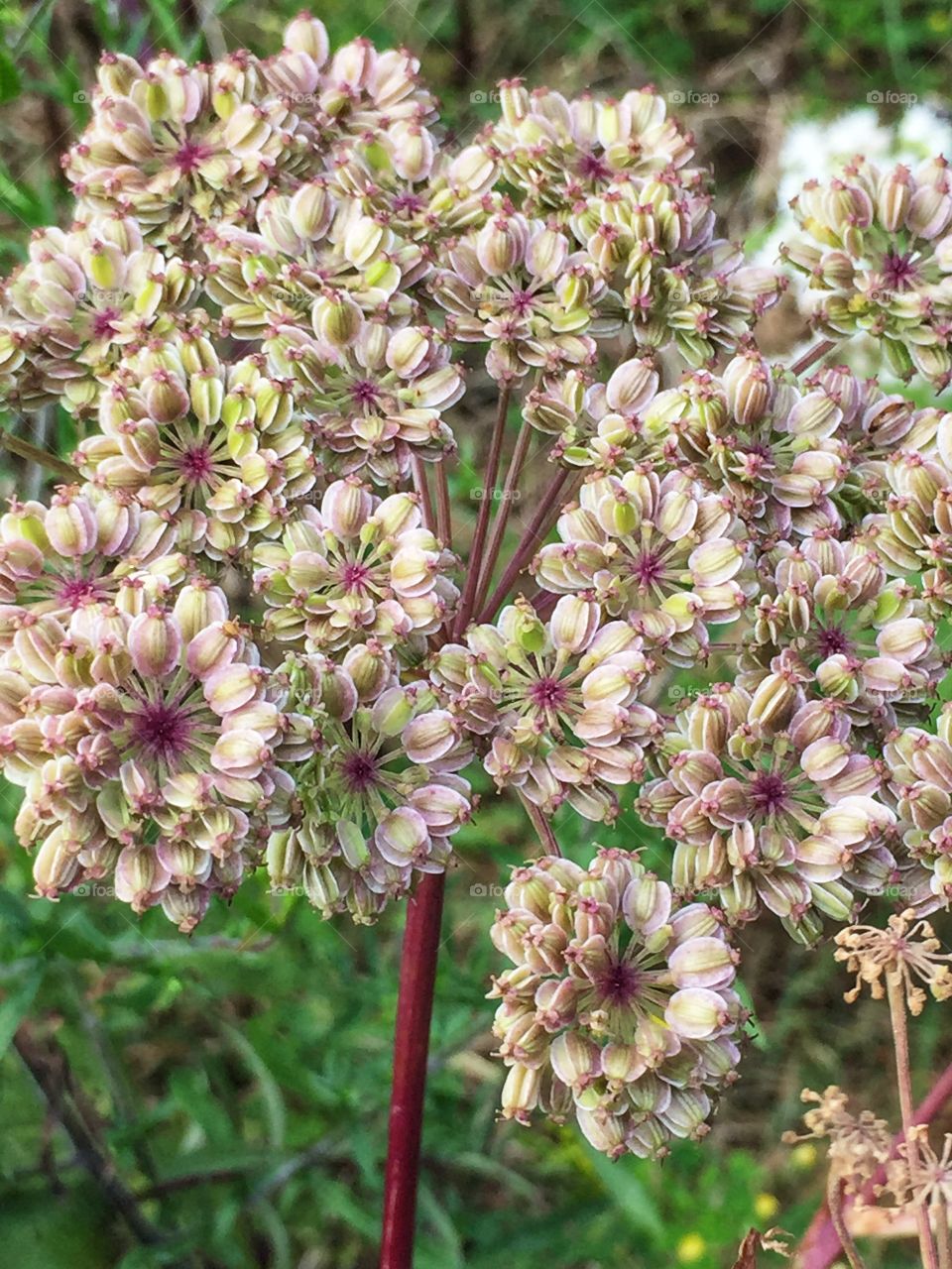 A cluster of pretty pink wildflowers 