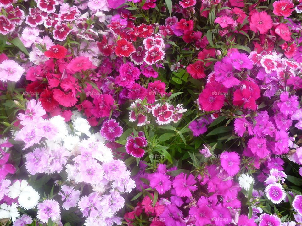 Colour of Flowers