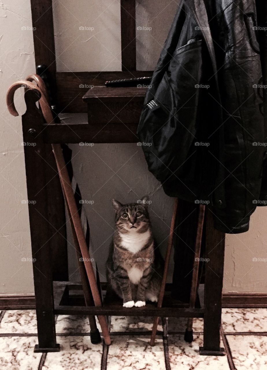 Cat in the Coat Rack
