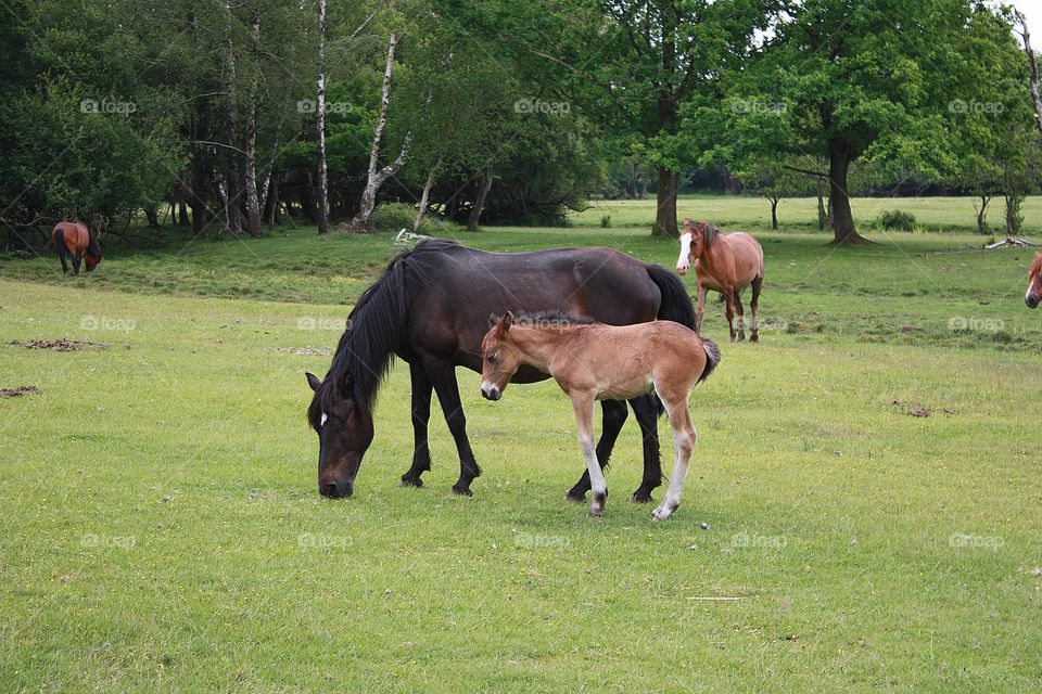 Horses, colt 