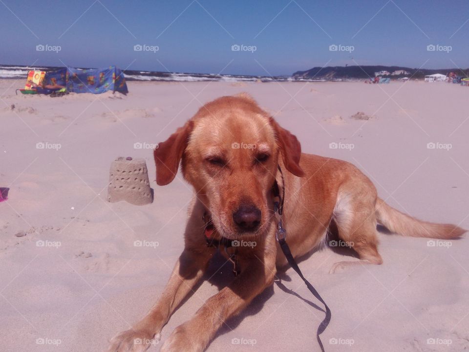 labrador on the beach