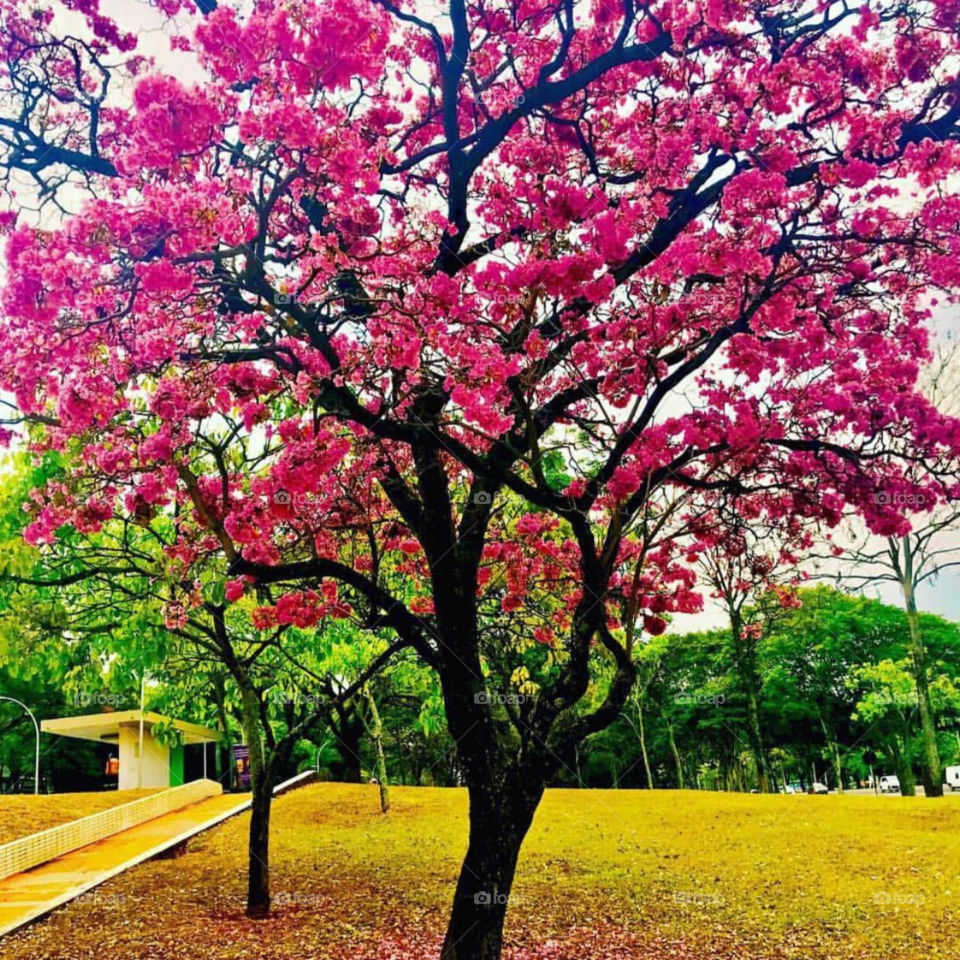 Brazilian Park and Trees of nature