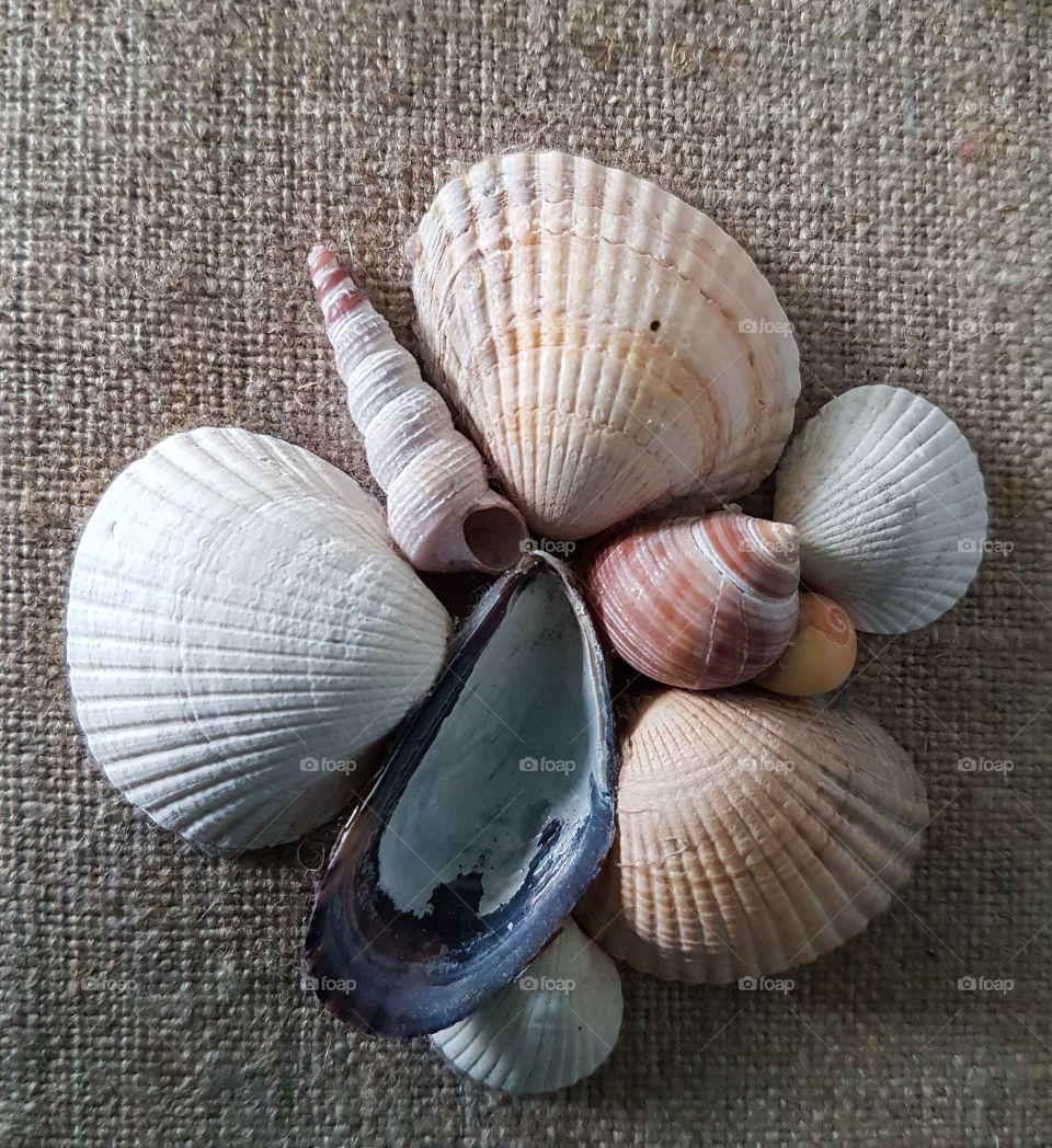 High angle view of seashells