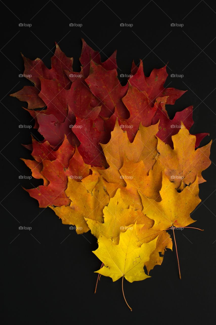 Maple leaf color story