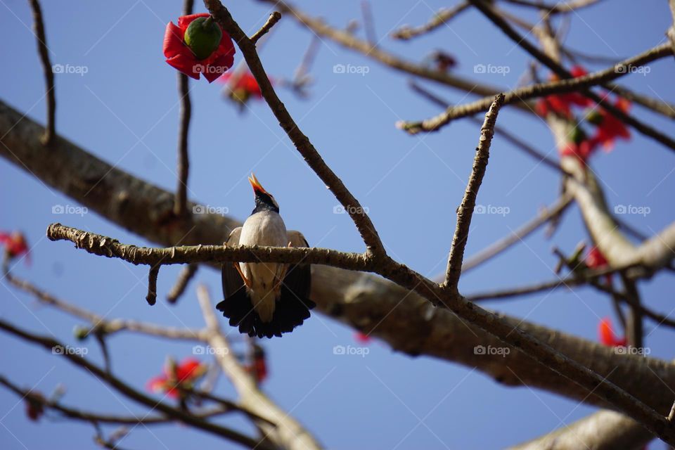 Myna bird