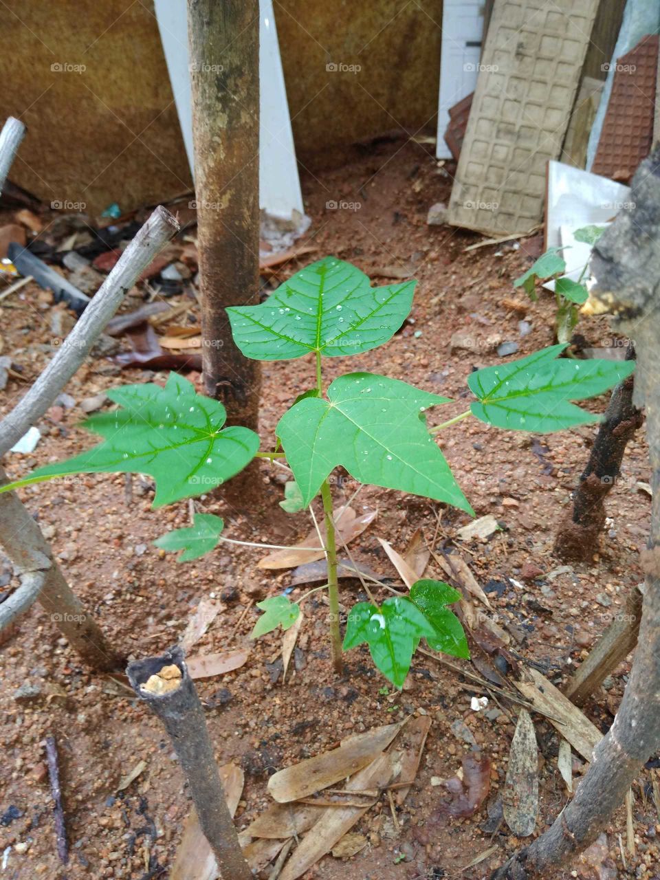 a small papaya plant in house