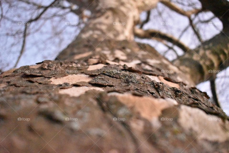 Tree trunk from the ground up