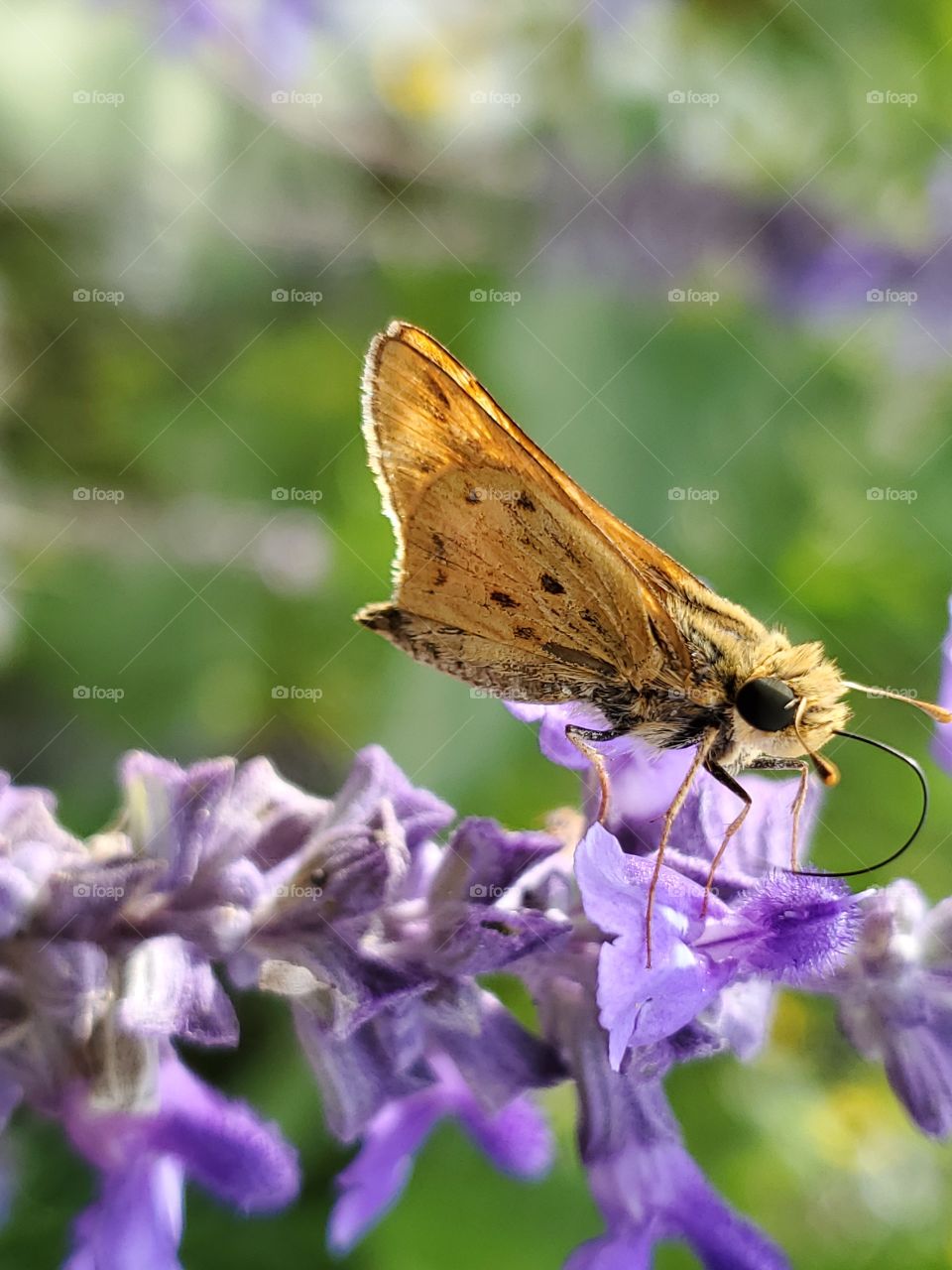 Close up of a Hesperia leonardus, the Leonard's skipper butterfly obtaining nectar from a purple mystic spires flower.