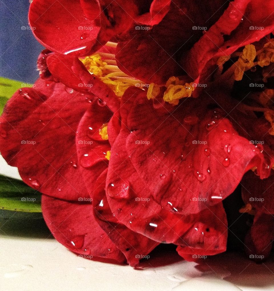 Water drops on vibrant red flower