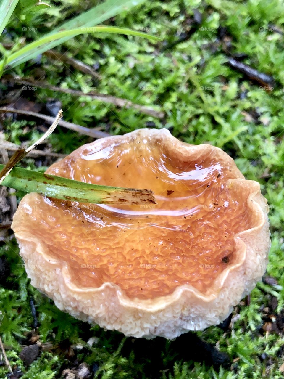 Rainwater collected in mushroom cap