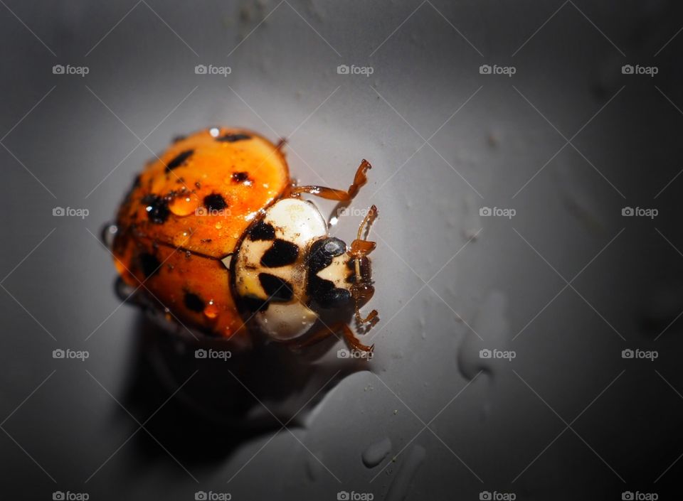 ladybug