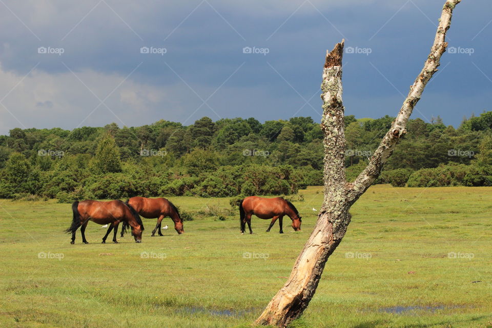 Grazing time