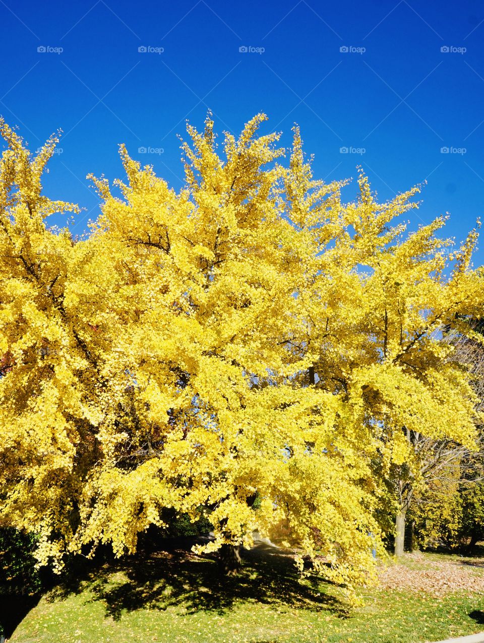 The Ginkgo Tree-Elegant fan shaped leaves turn a vibrant like the sun yellow gold in the fall. Breathtaking!