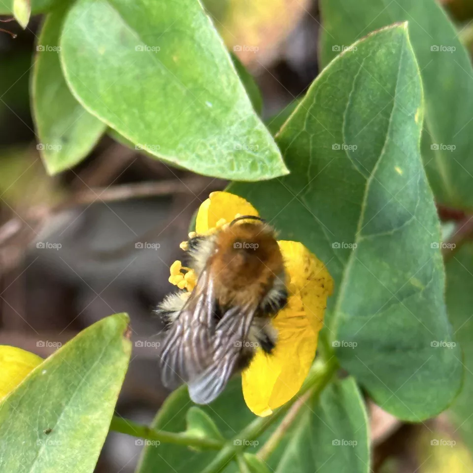 Bee
