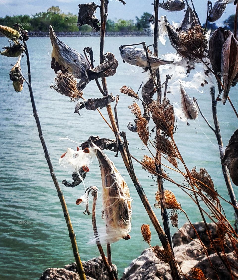 Found along the waters edge