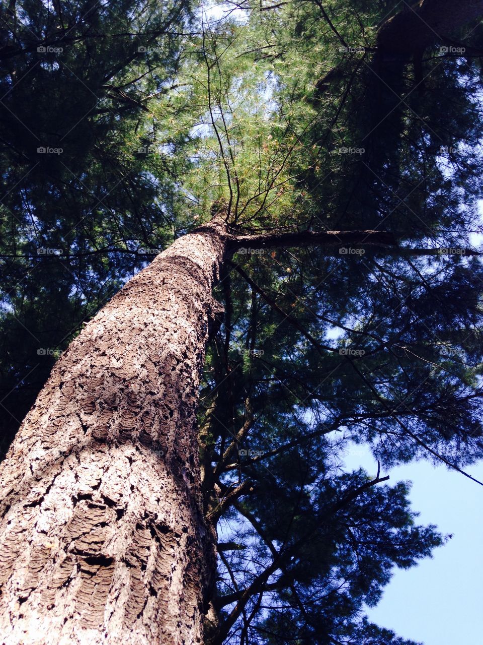 Solitary Old Pine Tree. We have an old pine tree standing alone. As the sun was shining on it that was the perfect time to take pic for Mission!