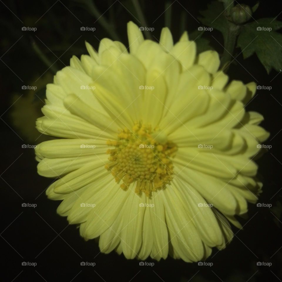 Chrysanthemum