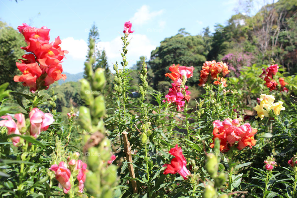 sky flowers nature mountain by twilite