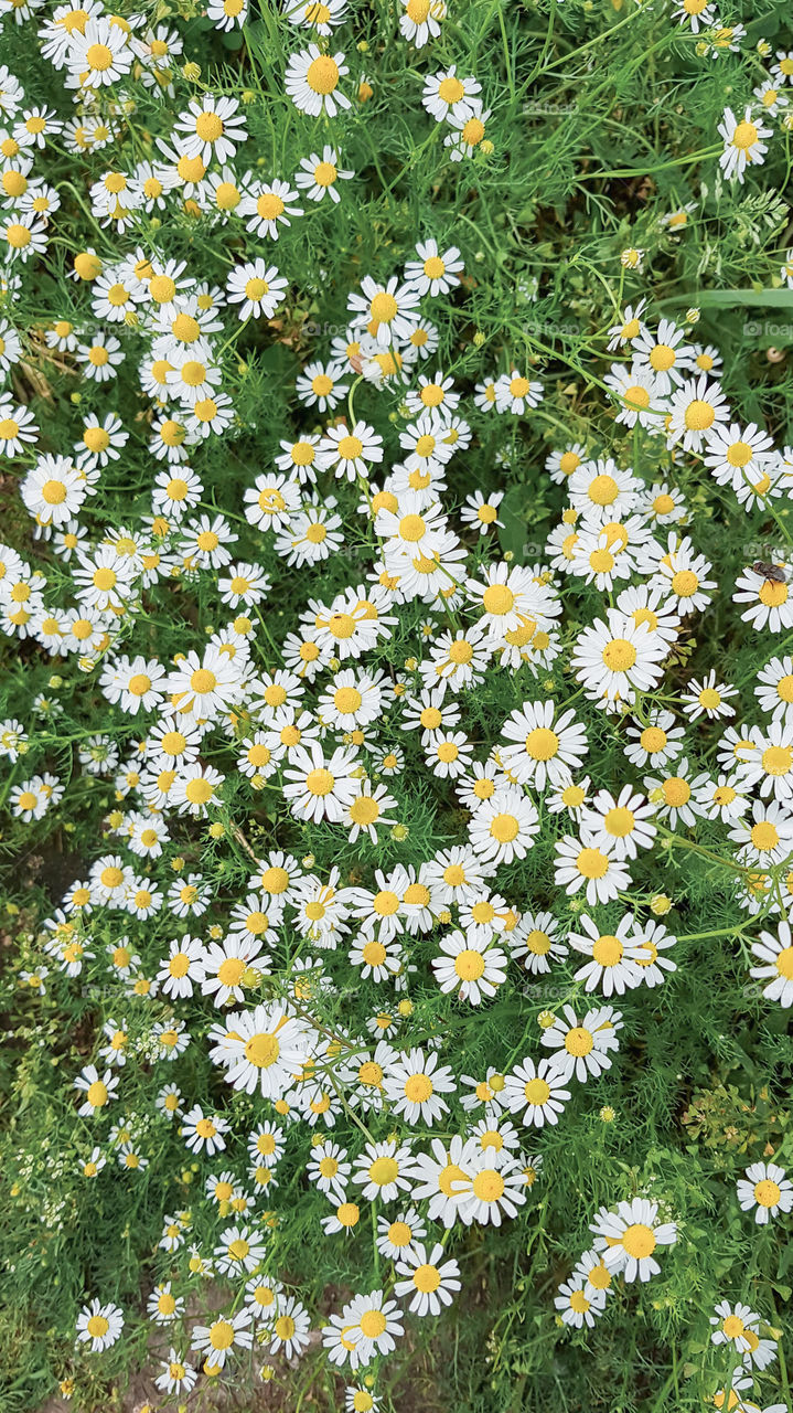 Background of daisies flowers. Summertime. Top view.