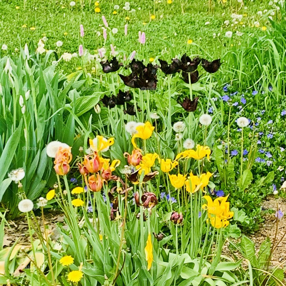 Tulips garden in Montreal, Quebec, Canada 