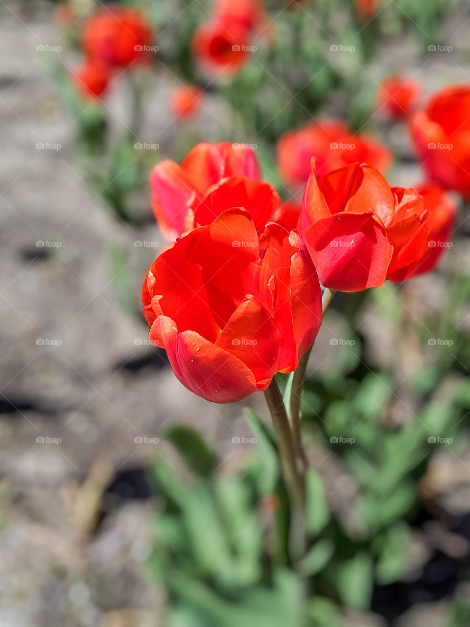 Vibrant Bright and Colorful Focused Red Tulips Cluster Bunch