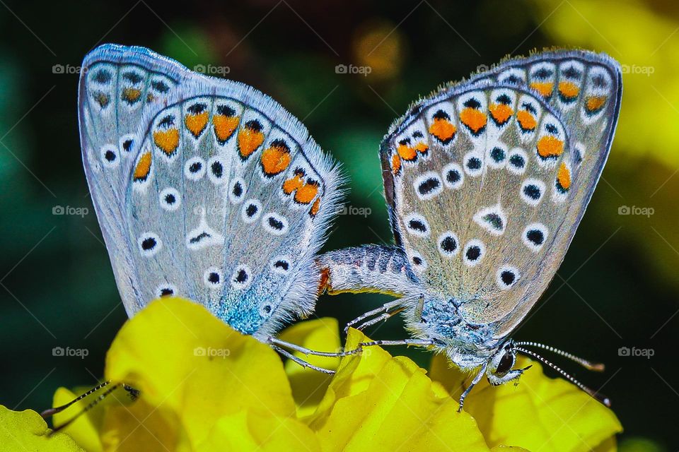 Two butterflies at the yellow flower