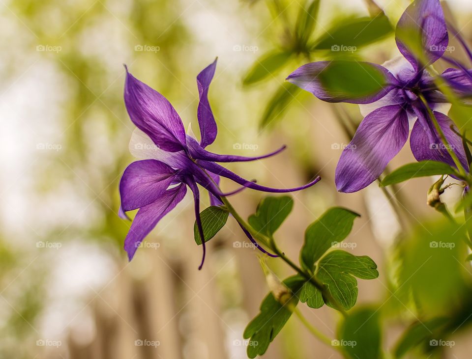 Rear view of purple Columbine flowers with a wood fence and trees out of focus