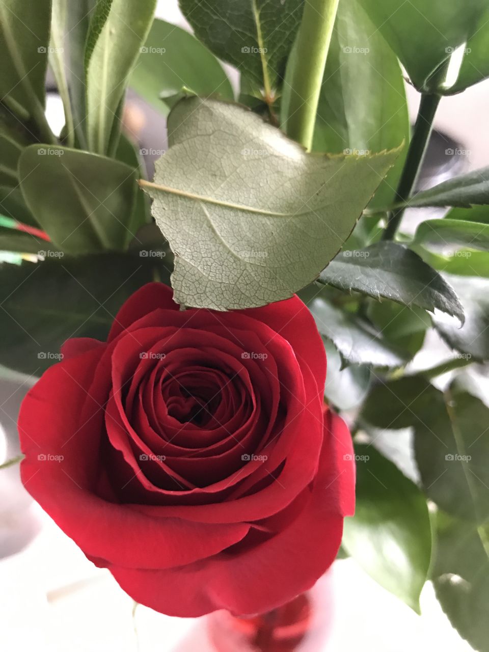One single red rose