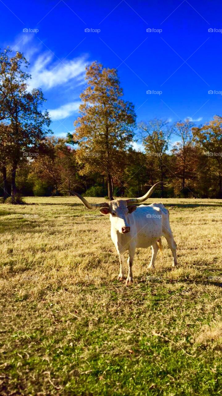 Taken on a ranch in Elkhart, Texas