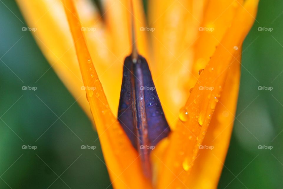 Bird of Paradise in macro