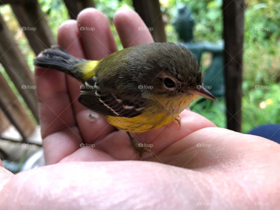 Little bird friend 