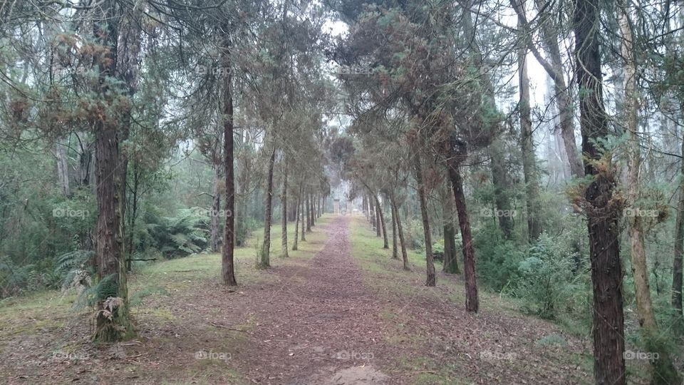 walk between the trees