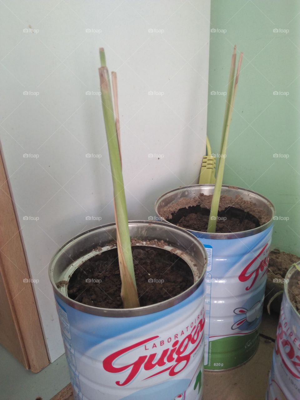 planting lemon grass in a empty can of milk