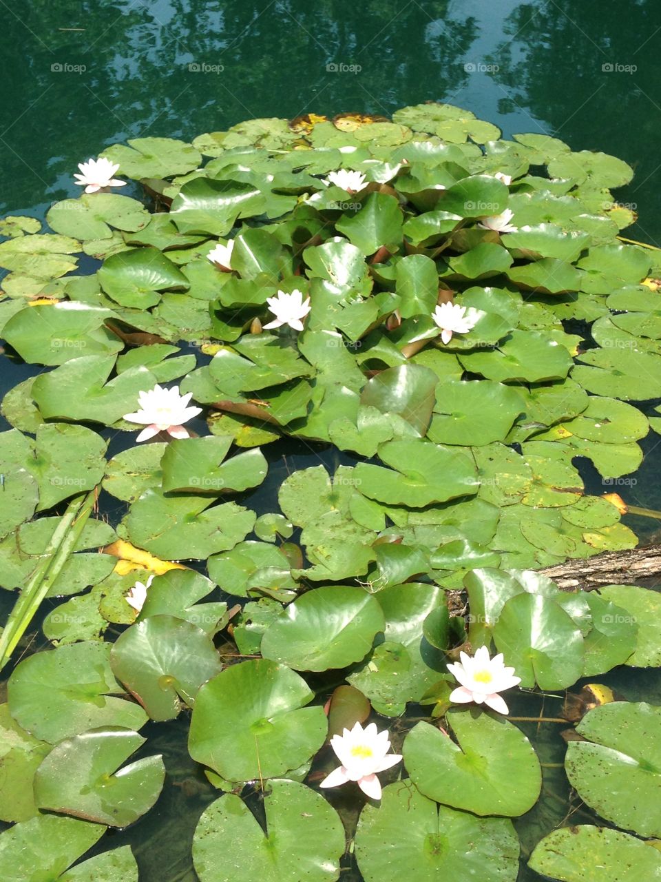 Lily Pads & Flowers