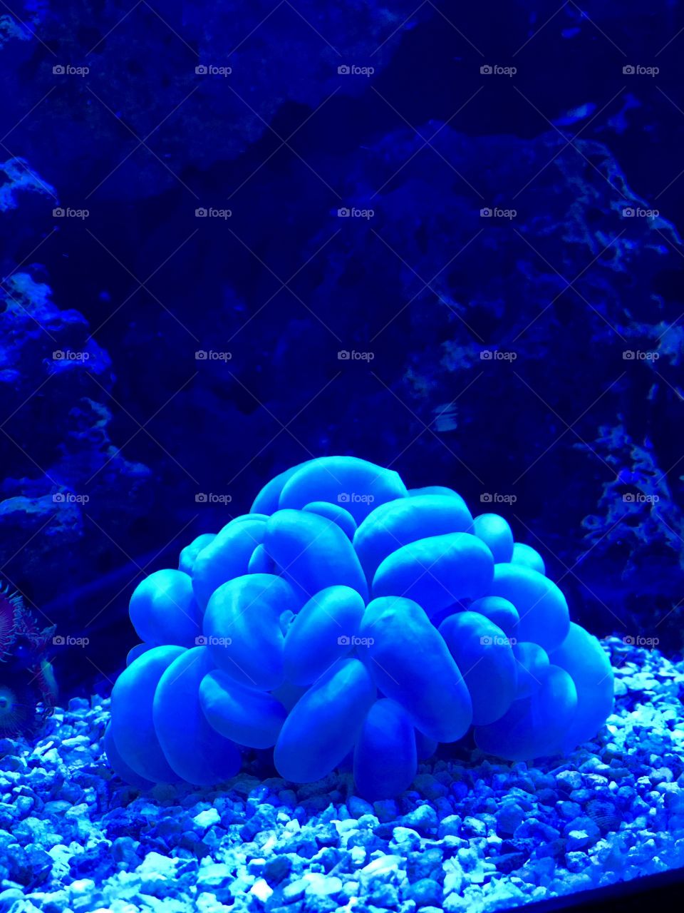 Bubble Coral from my tank
