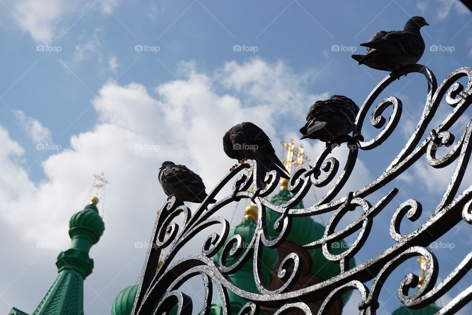 pigeons and cross 