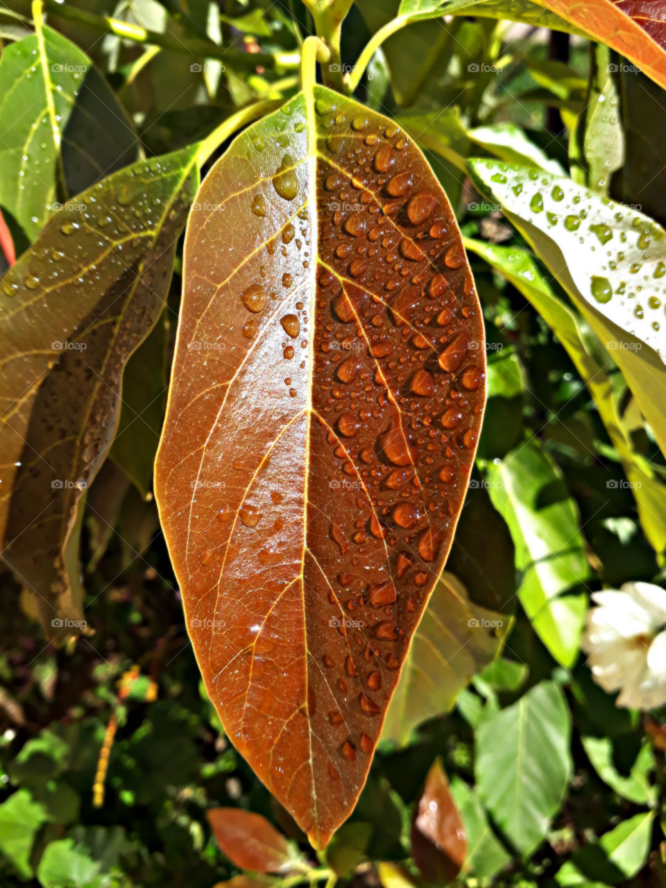 Raindrops in Leaf