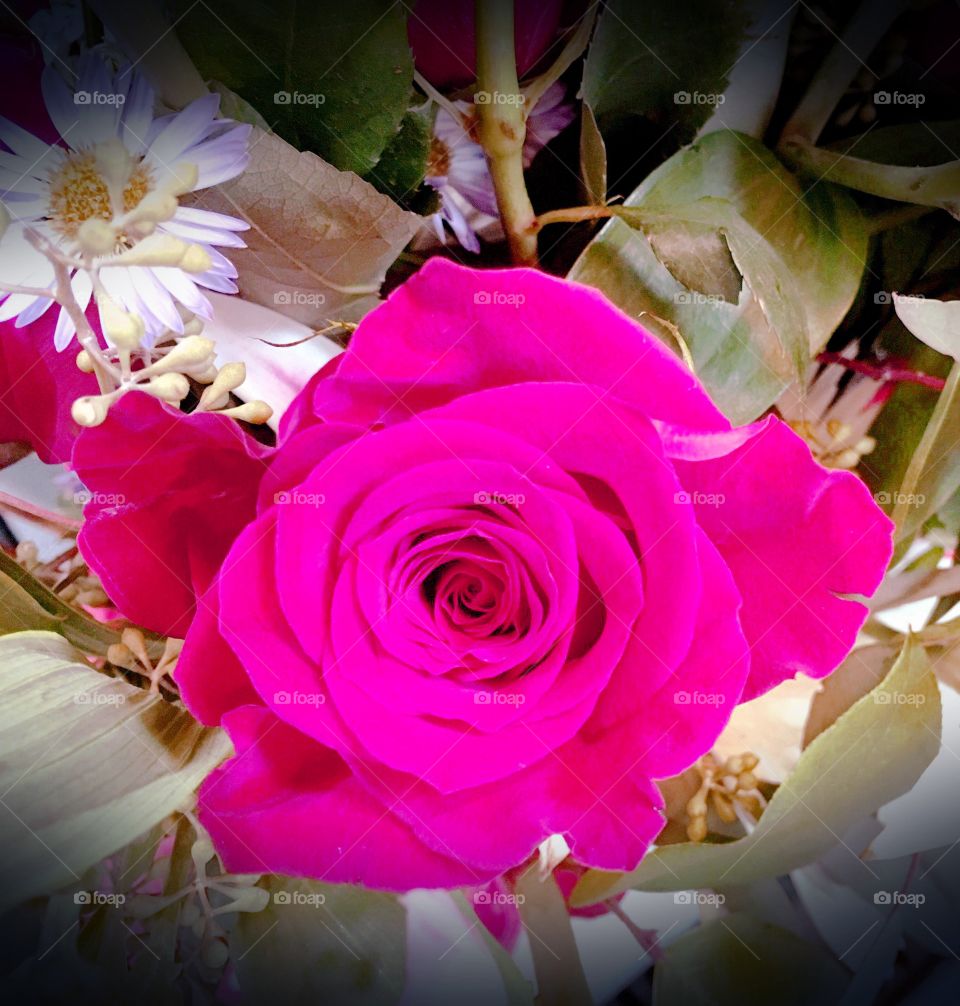 Deep pink rose