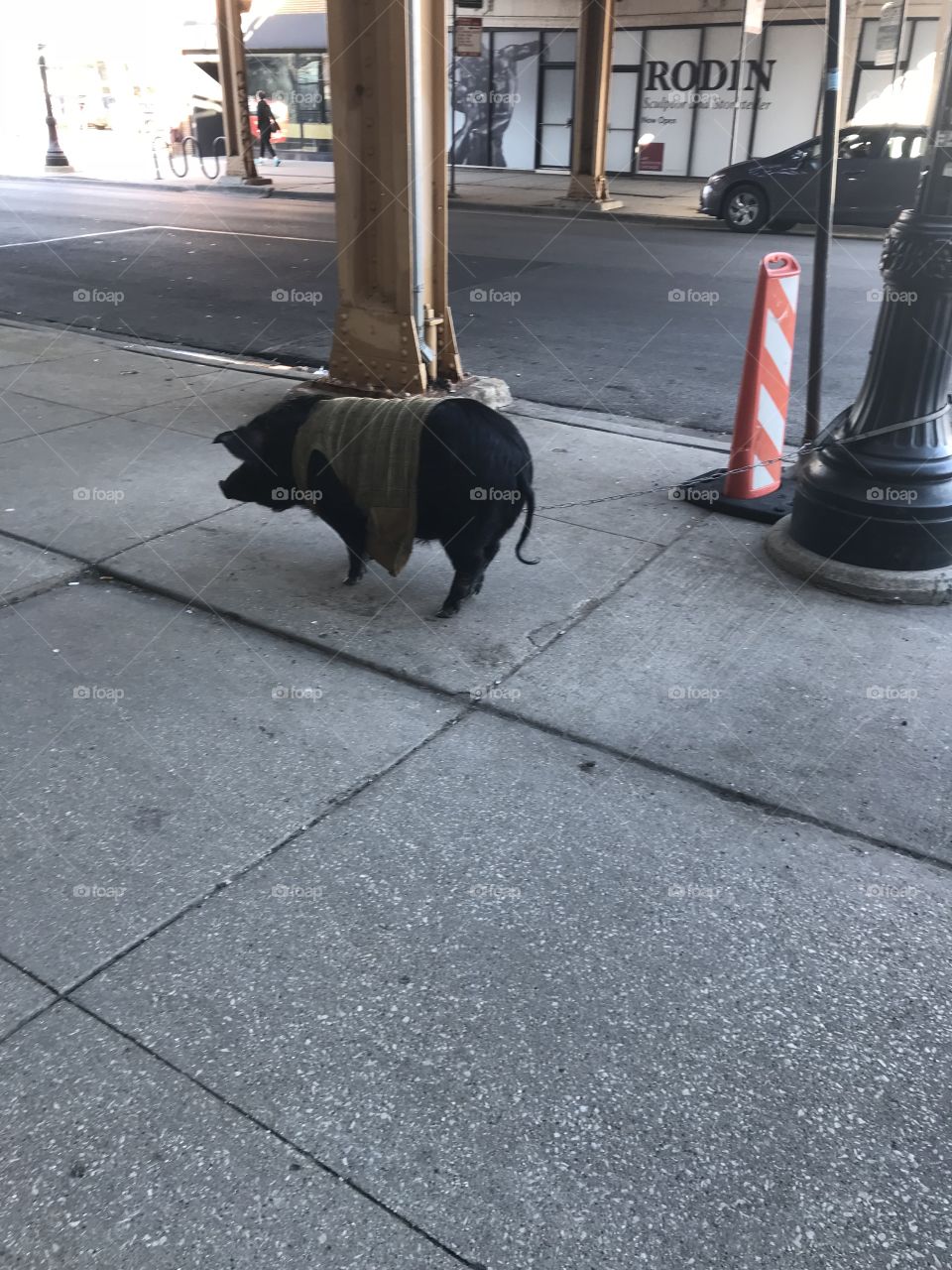 Cool pig in a vest