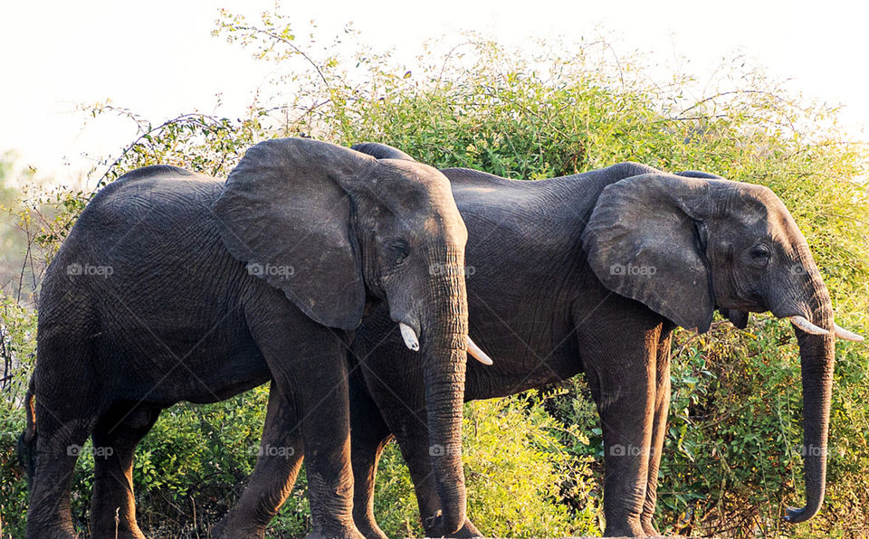 Lower Zambezi wildlife