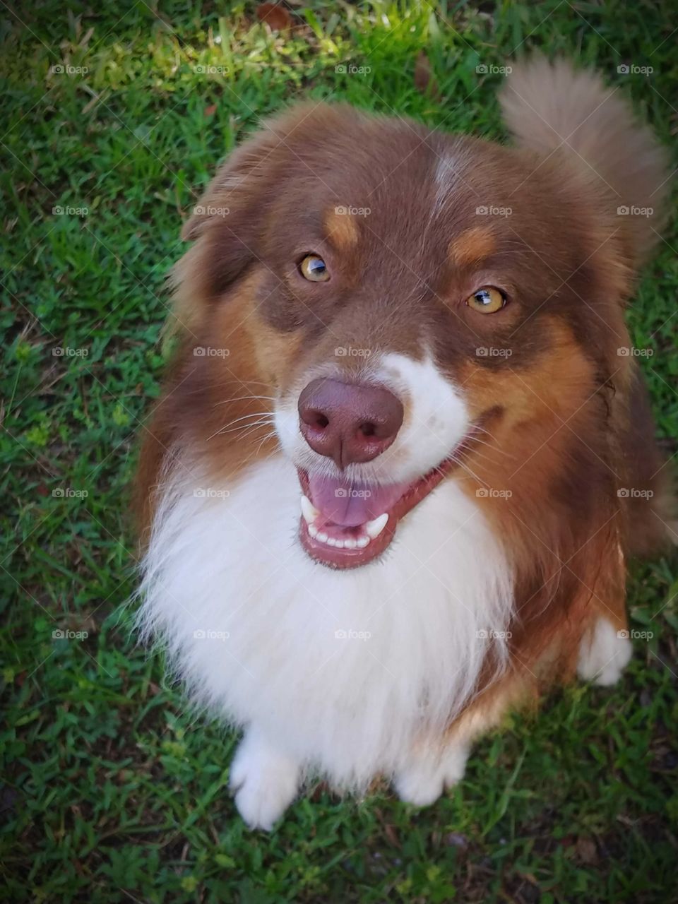 Happy red-tri Australian Shepherd with bright gold eyes sitting in bright green grass.