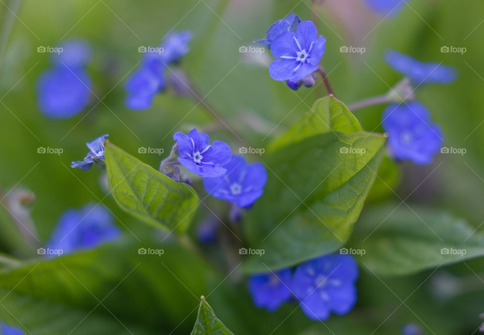 Blue blooming Spring flowers 