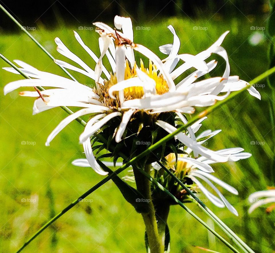 White flower