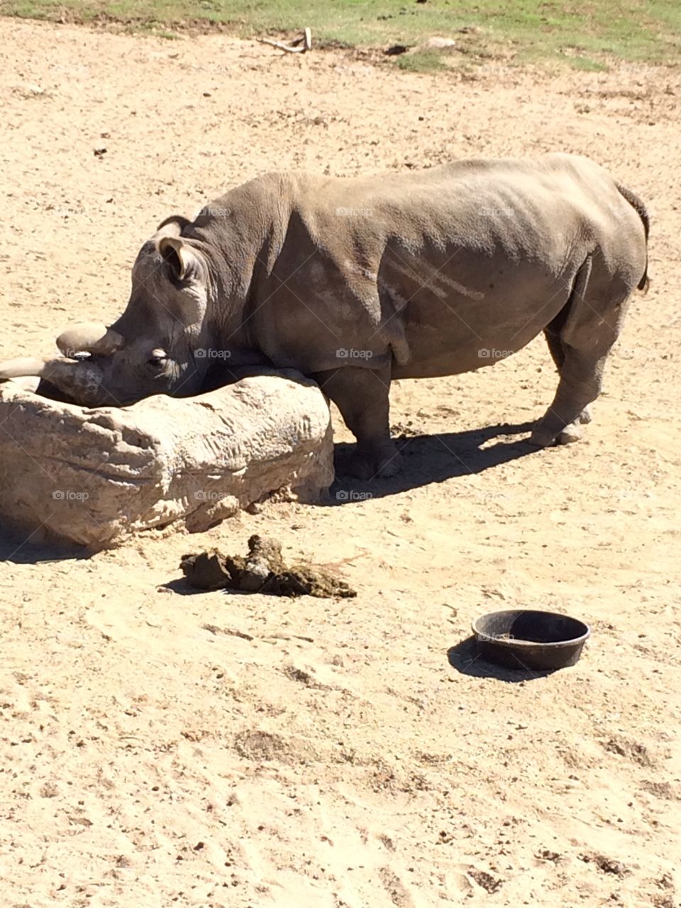 Poor endangered white northern rhino. Only 3 left now that this one is gone 😢