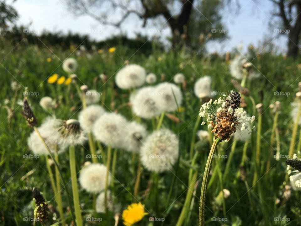 Wild flowers English countryside 