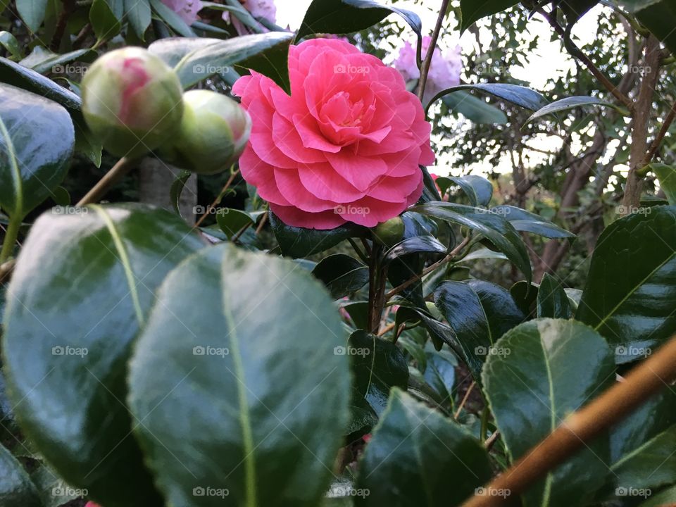 Red camellia in bloom