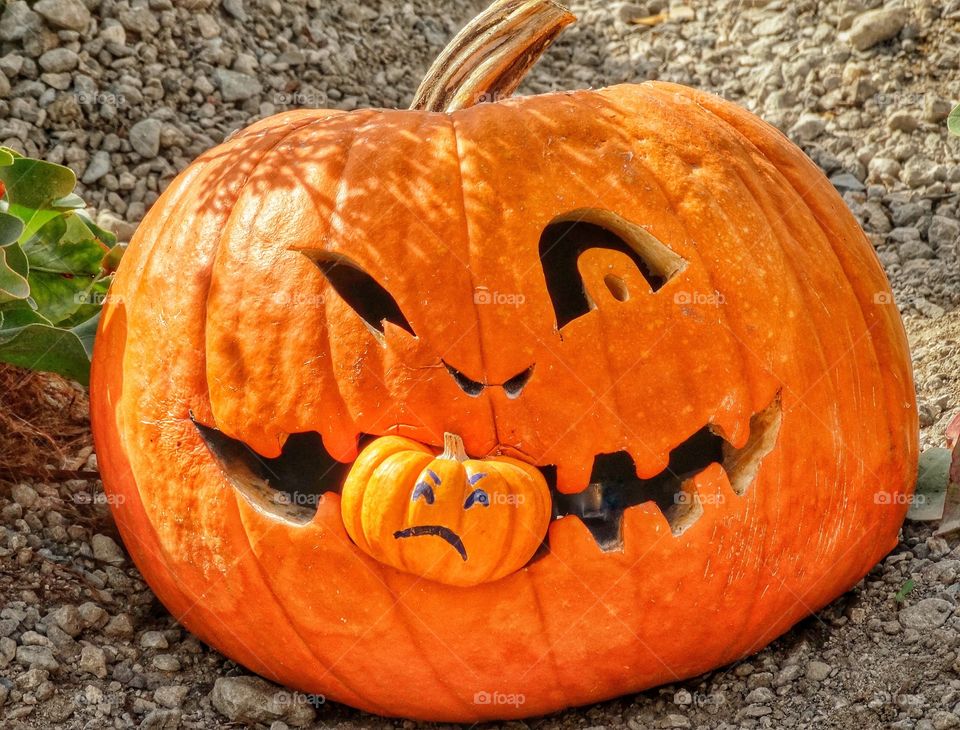 Big Carved Pumpkin Holding A Smaller Pumpkin In Its Mouth