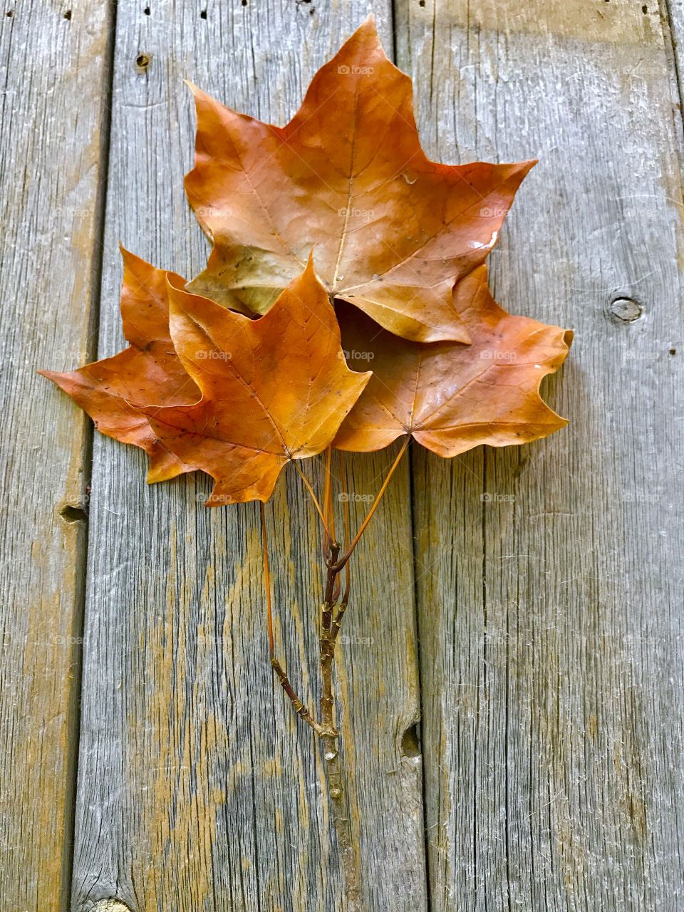 Orange Leaves on Wood Table